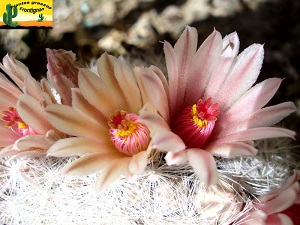 Mammillaria candida