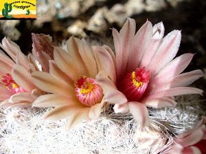 Mammillaria candida