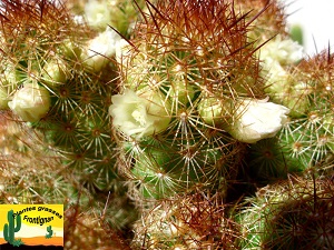Mammillaria elongata Copper King