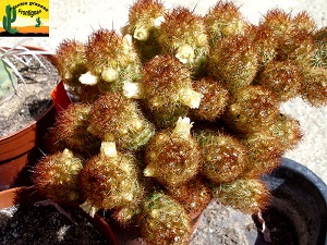 Mammillaria elongata