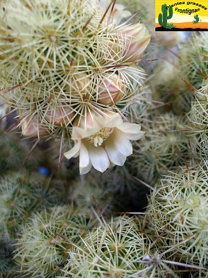 Mammillaria elongata