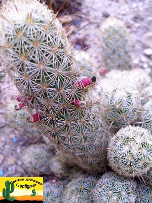 Mammillaria elongata