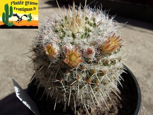 Mammillaria karwinskiana ssp nejapensis