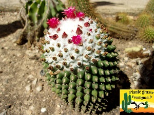 Mammillaria polythele fma nuda