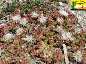 Mesembryanthemum crystallinum