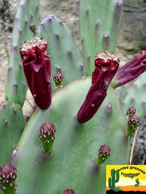 Opuntia elata