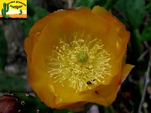 Opuntia elata