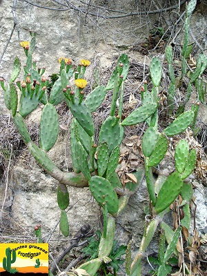 Opuntia elata