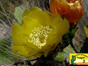 Opuntia ficus indica