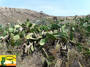 Opuntia ficus indica