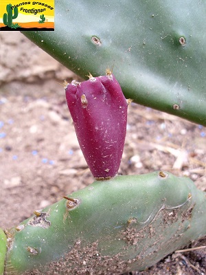 Opuntia humifusa