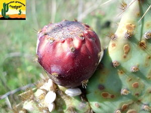 Opuntia linguiformis