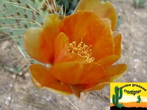 Opuntia linguiformis