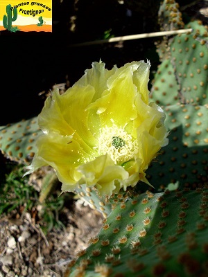 Opuntia microdasys