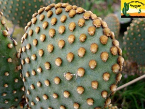 Opuntia microdasys