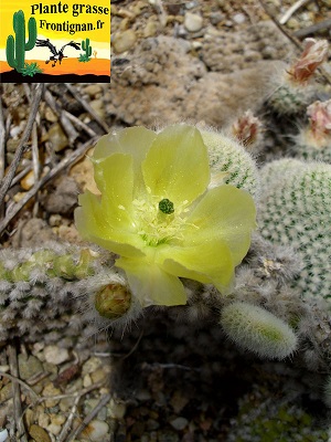 Opuntia linguiformis