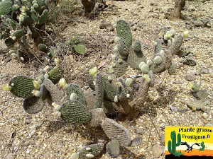 Opuntia microdasys