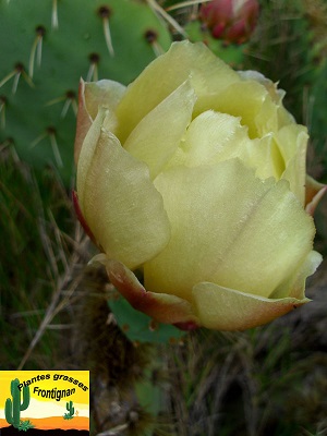 Opuntia rastrera