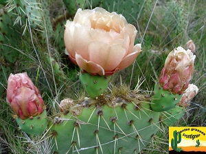 Opuntia rastrera