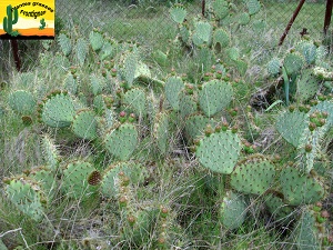 Opuntia rastrera