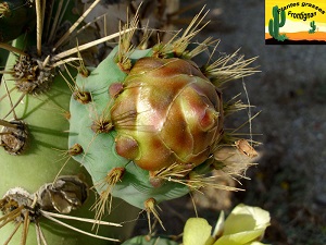 Opuntia robusta