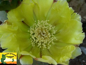 Opuntia robusta