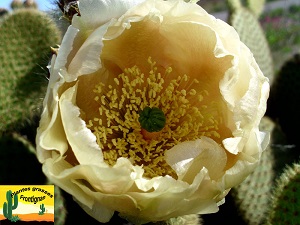 Opuntia scheeri