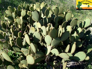 Opuntia scheeri