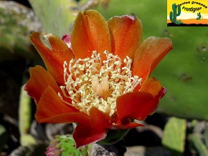 Opuntia tomentosa