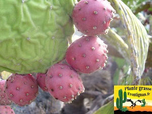 Opuntia tomentosa figue