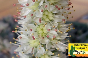Orostachys boehmeri Keiko