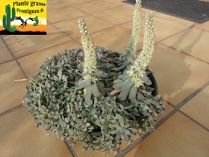 Orostachys boehmeri Keiko
