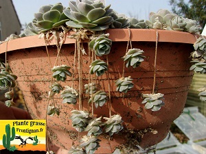 Orostachys boehmeri Keiko