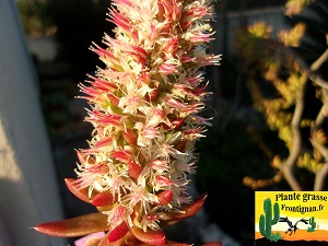 Orostachys japonica
