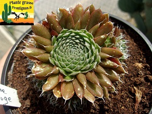 Orostachys spinosa