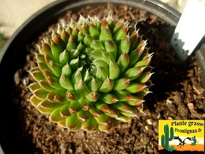 Orostachys spinosa minor