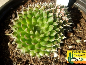 Orostachys spinosa