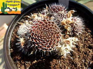 Orostachys spinosa type Graf