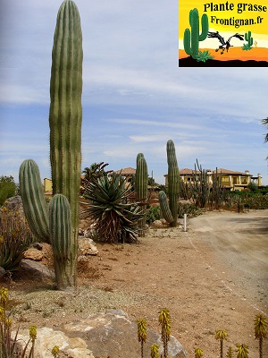 Pachycereus pringlei
