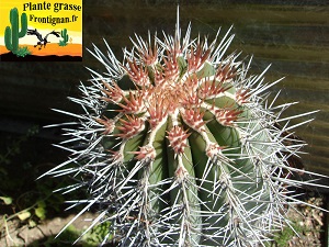 Pachycereus pringlei