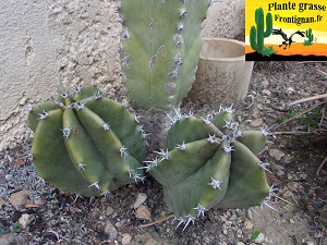Pachycereus schottii