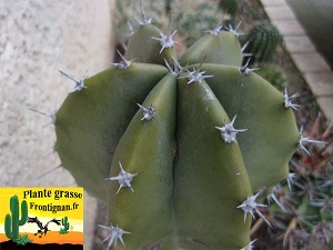 Pachycereus schottii