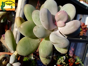 Pachyphytum Blue Haze