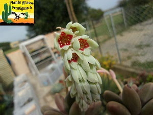 Pachyphytum Captain Jessop