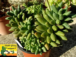 Pachyphytum Chiseled Stones