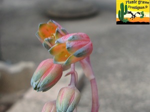 Pachyphytum Macatia