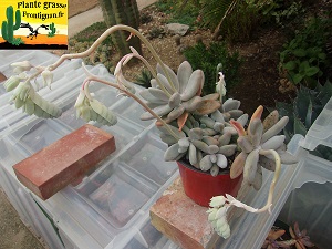 Pachyphytum Ovalie