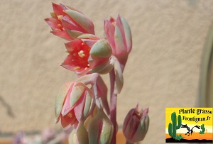 Pachyphytum Sirin