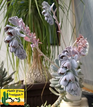 Pachyphytum bracteosum