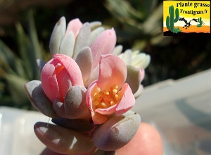 Pachyphytum cuicatecanum